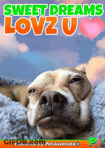 Dog Poster With Sweet Dreams Lovzu GIF
