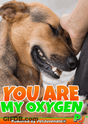 Dog Poster With You Are My Oxygen GIF