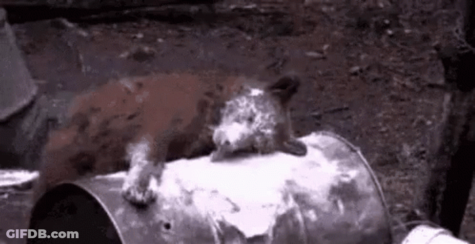 Dog Powder Time GIF