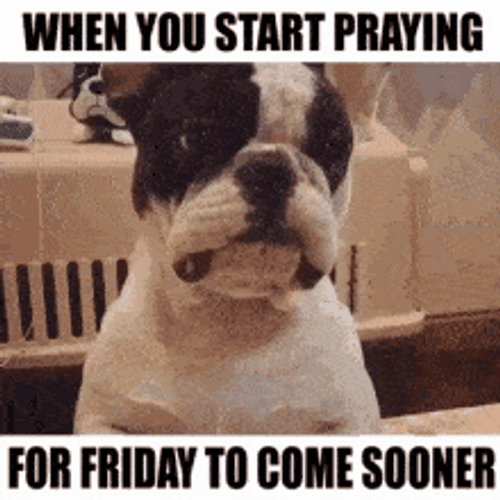 Dog Praying For Almost Friday To Come Sooner GIF