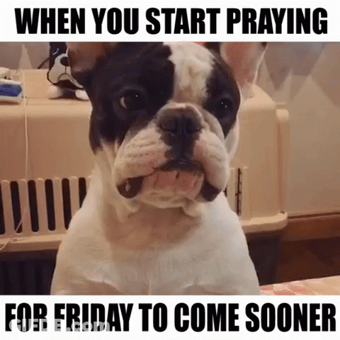 Dog Praying When You Start Praying For Friday To Come Sooner GIF