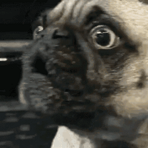Dog Pug Funny Pout GIF