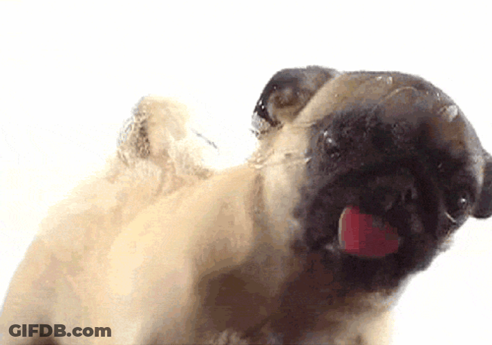 Dog Pug Mirror Lick GIF