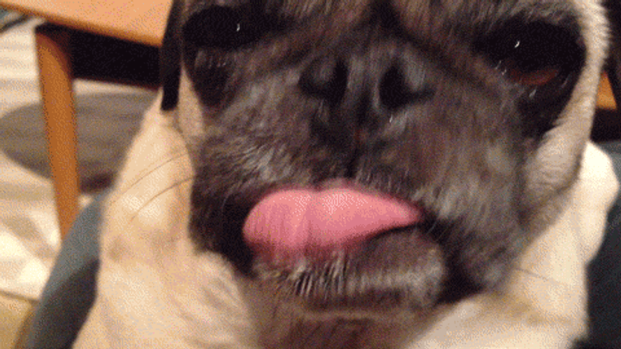 Dog Pug Sticking Tongue Out GIF