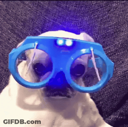 Dog Pug Wearing Cute Glasses GIF
