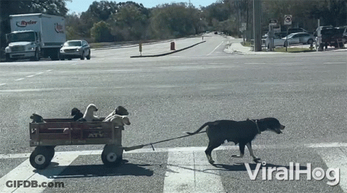 Dog Pulling Wagon Of Dogs Viral Hog GIF