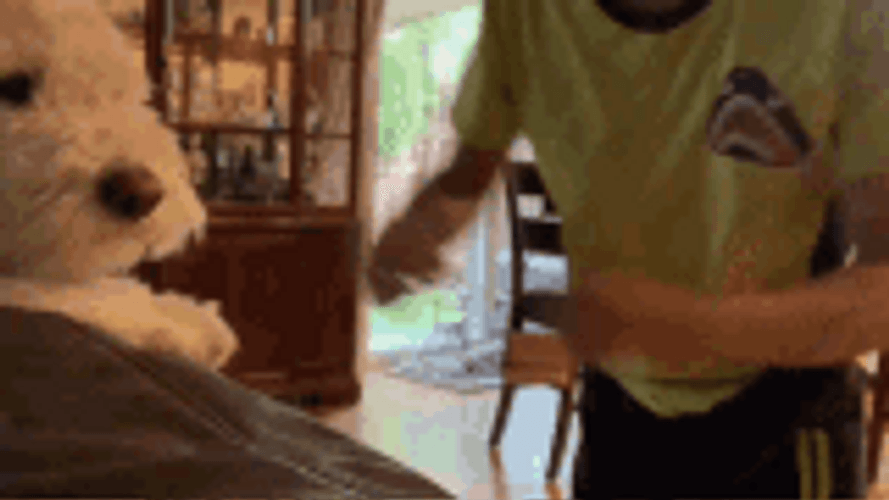 Dog Punch In The Air Ora Ora GIF