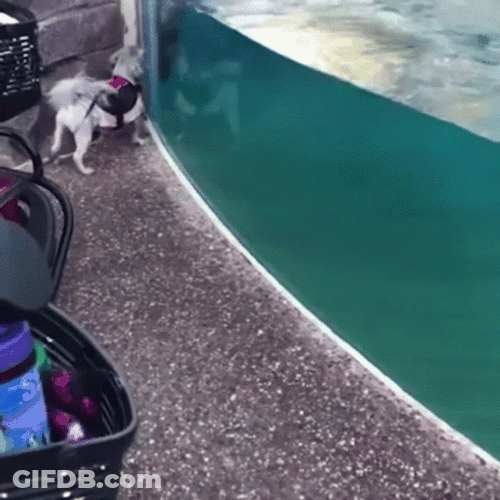 Dog Racing With Dolphin GIF