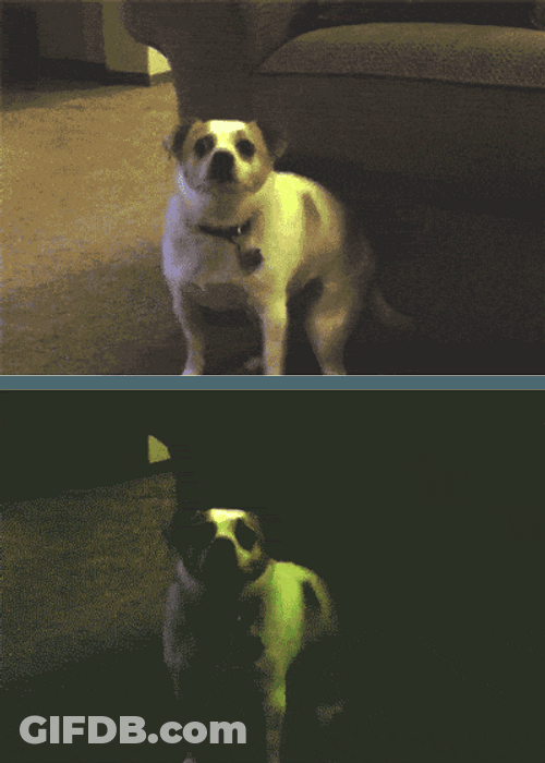 Dog Rave Party Moves GIF