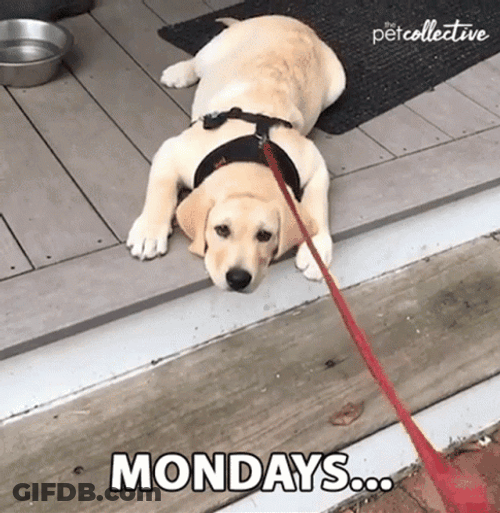 Dog Reaction On Monday Meme GIF