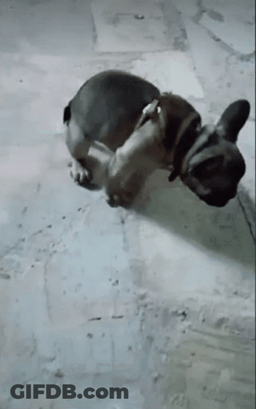 Dog Releasing Poop And Smelling It GIF