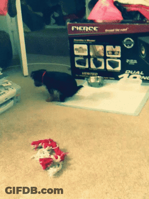 Dog Releasing Poop On Pet Pee Training Pad GIF