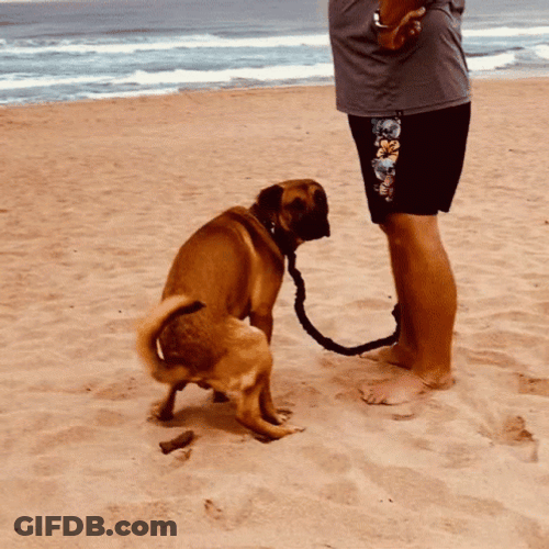 Dog Releasing Poop On The Beach GIF