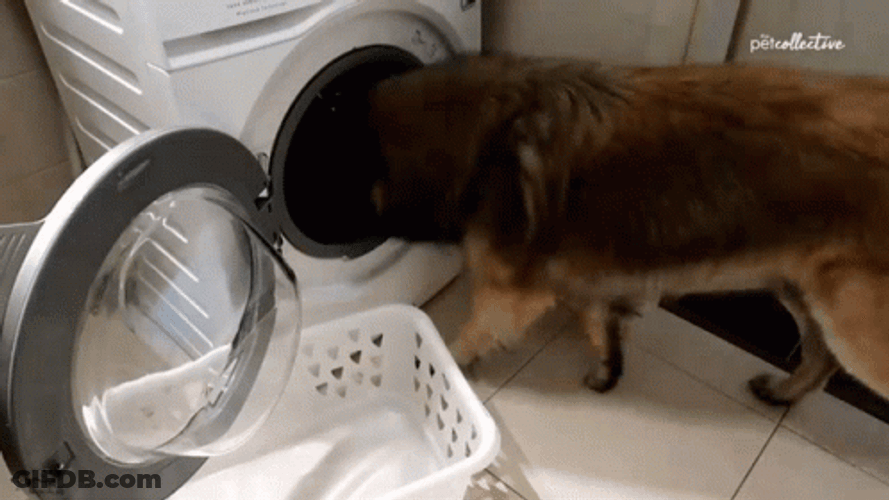 Dog Removing Laundry GIF
