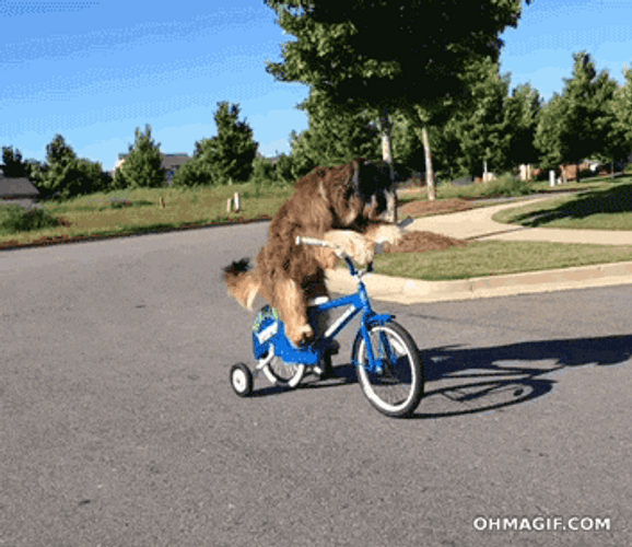 Dog Riding Bike On The Road GIF