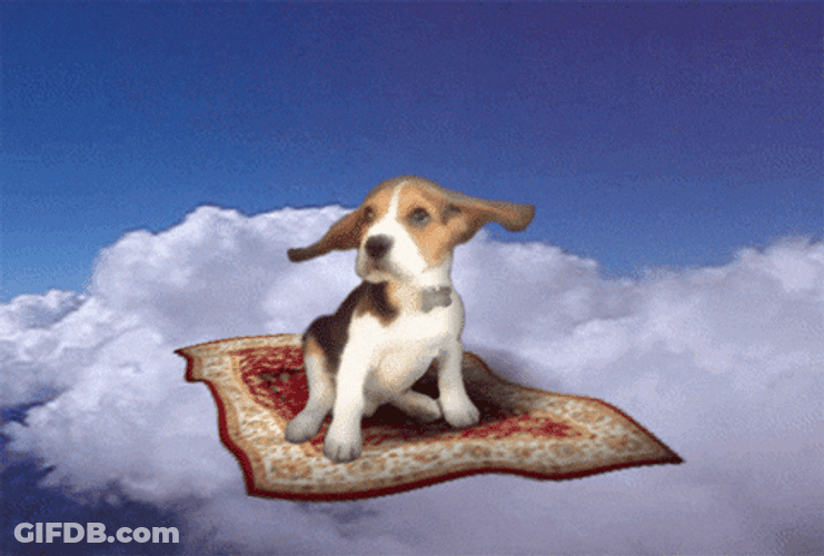 Dog Riding Flying Carpet GIF