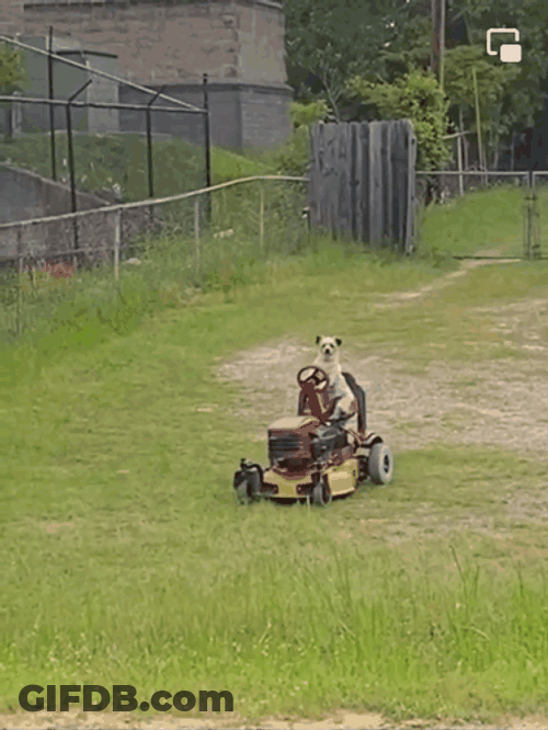 Dog Riding Grass Mower GIF