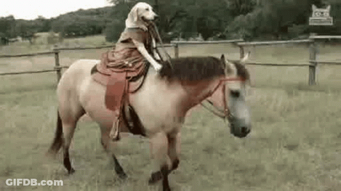 Dog Riding Horse In Field With Saddle GIF