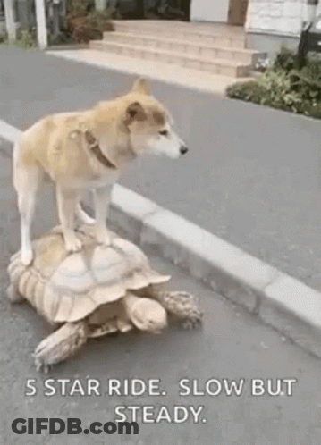 Dog Riding On Turtle On Street GIF