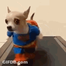 Dog Riding Scooter On Treadmill As Superman GIF