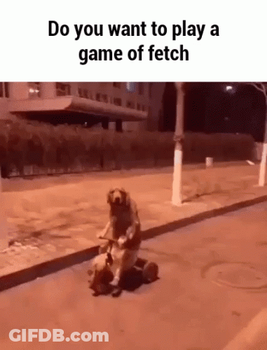 Dog Riding Scooter Saying Do You Want To Play Fetch GIF
