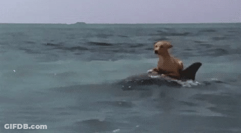 Dog Riding Shark In Ocean GIF