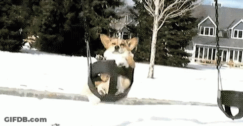 Dog Riding Swing In Snow GIF