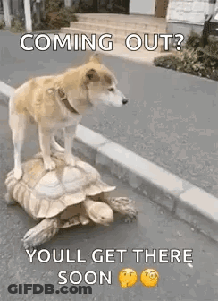 Dog Riding Turtle On Street GIF