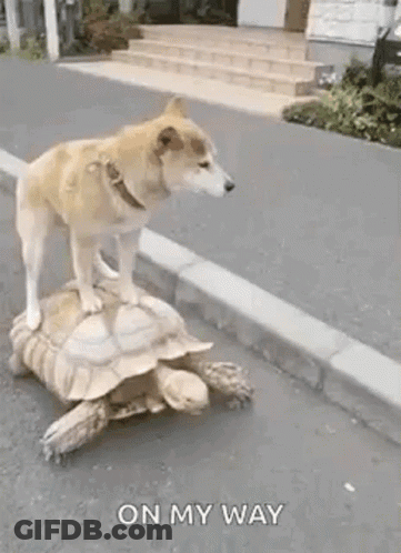Dog Riding Turtle On Street GIF