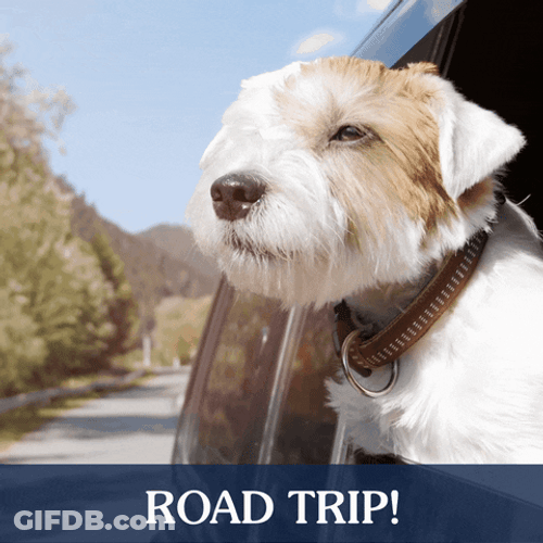 Dog Road Trip GIF