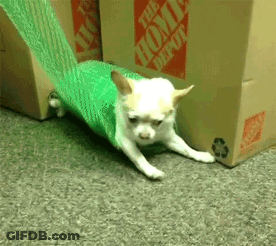 Dog Rolling Bubble Wrap GIF