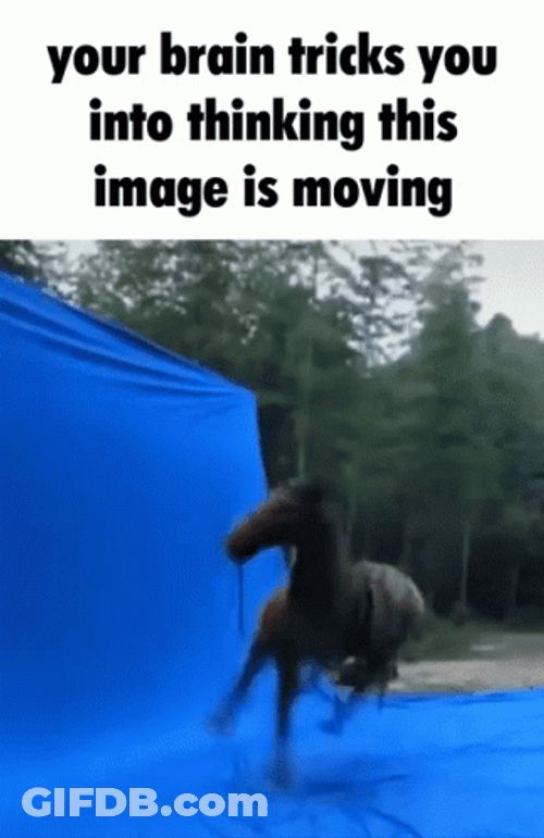 Dog Rolling Floating Moving Pictures GIF