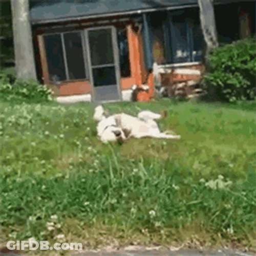 Dog Rolls Rolling Howling GIF