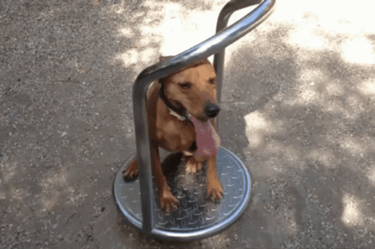 Dog Rotate On The Playground GIF