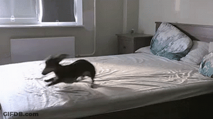 Dog Running Around The Bed GIF