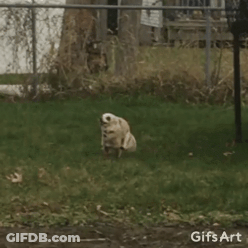 Dog Running Away From The Neighbor GIF