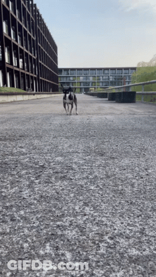 Dog Running Cheerfully GIF