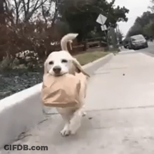 Dog Running Down Sidewalk Carrying Brown Bag GIF