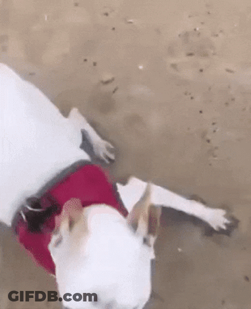 Dog Running Enjoying The Shore GIF
