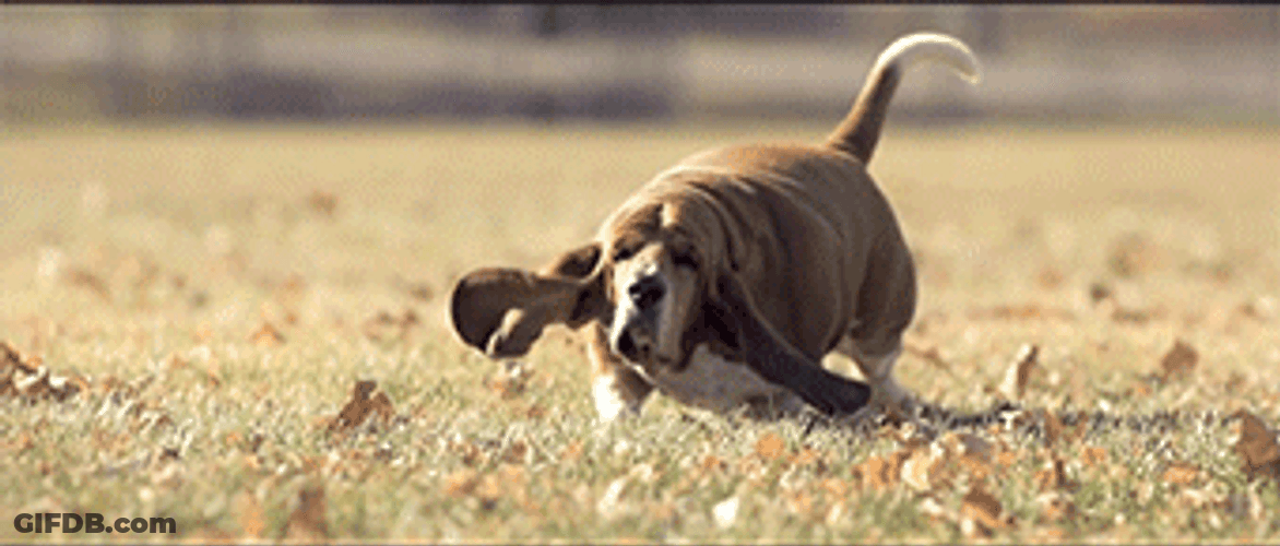 Dog Running Fast GIF