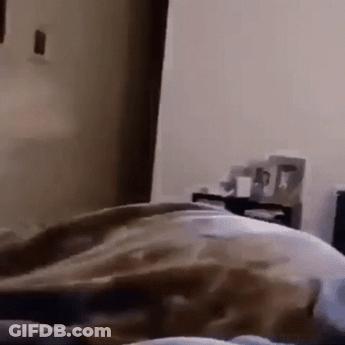 Dog Running Fast On The Room GIF