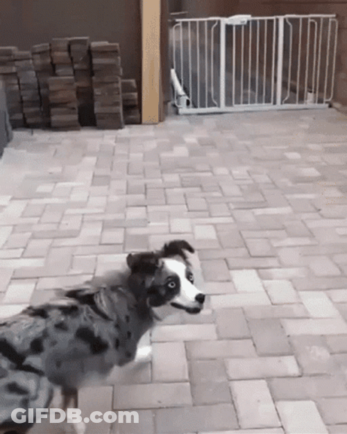 Dog Running From Home GIF