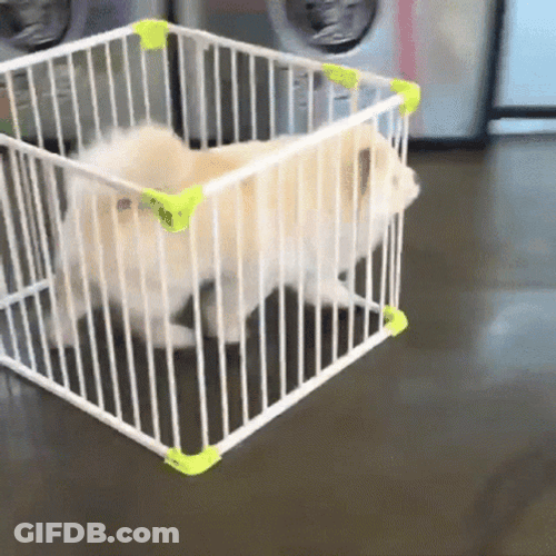 Dog Running His Cage GIF