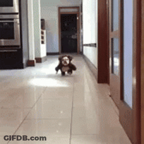Dog Running In Bear Costume GIF