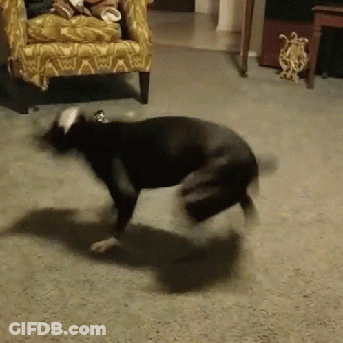 Dog Running In Living Room GIF