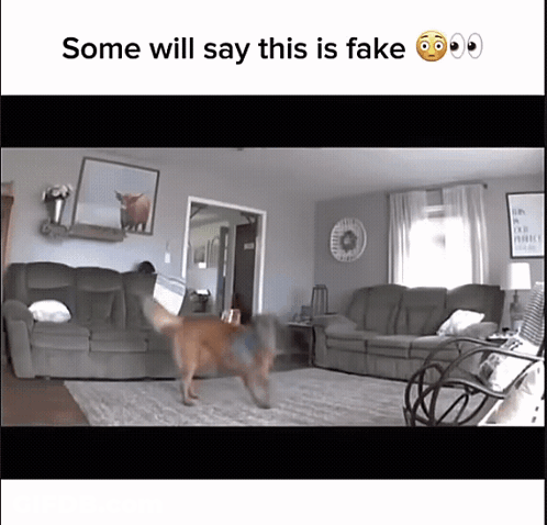 Dog Running In Living Room Some Will Say This Is Fake GIF