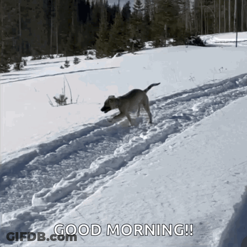 Dog Running In Snow Saying Good Morning GIF