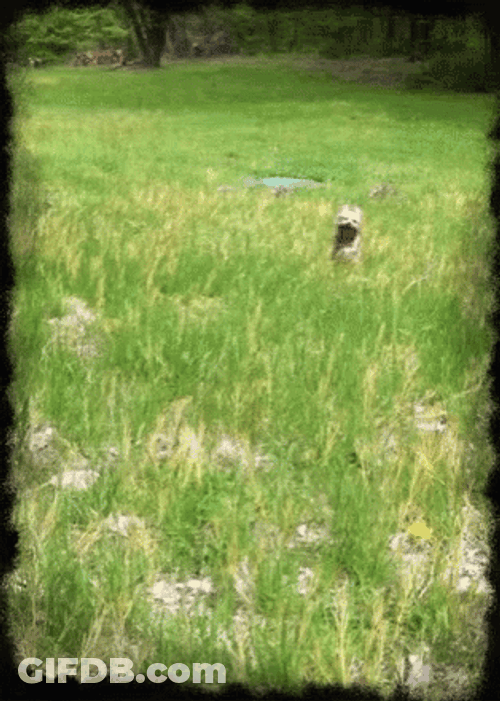 Dog Running In The Bushes GIF