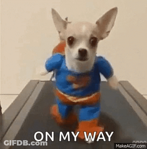 Dog Running On A Threadmill GIF