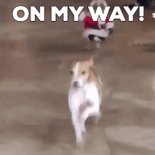 Dog Running On My Way To Xmas Party GIF